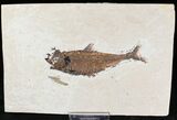 Bargain Diplomystus Fossil Fish - Wyoming #20834-1